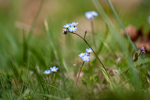 grass, nature, spring, landscape, meadow, green, quietly, plant HD wallpaper