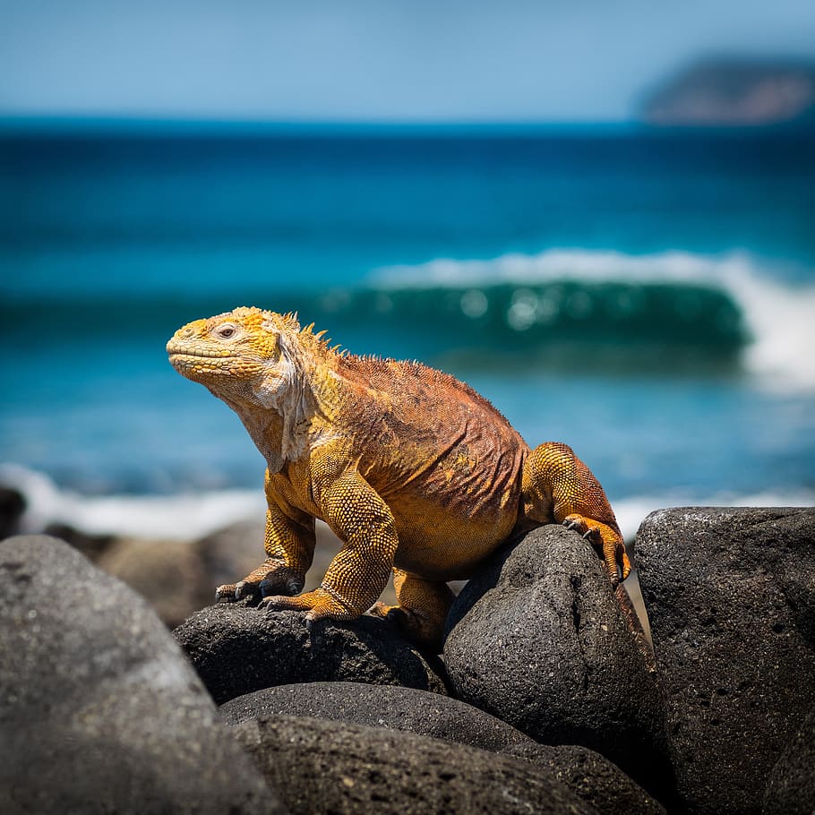 iguana, lizard, galapagos, sea, reptile, scale, animal, creature, HD wallpaper