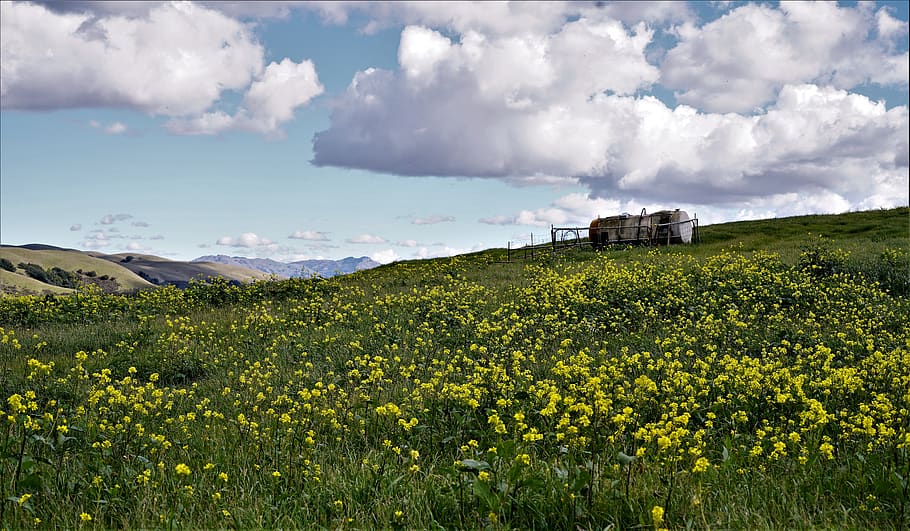 flowers, pasture, fields, mountains, cloud - sky, land, landscape HD wallpaper