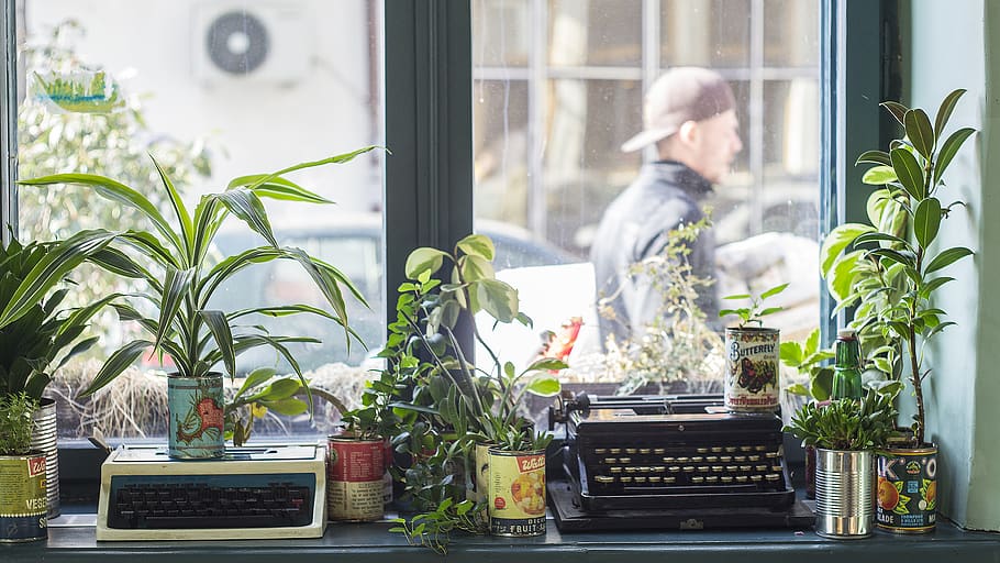 romania, bucharest, window, green, profile, plants, sun, sunny HD wallpaper