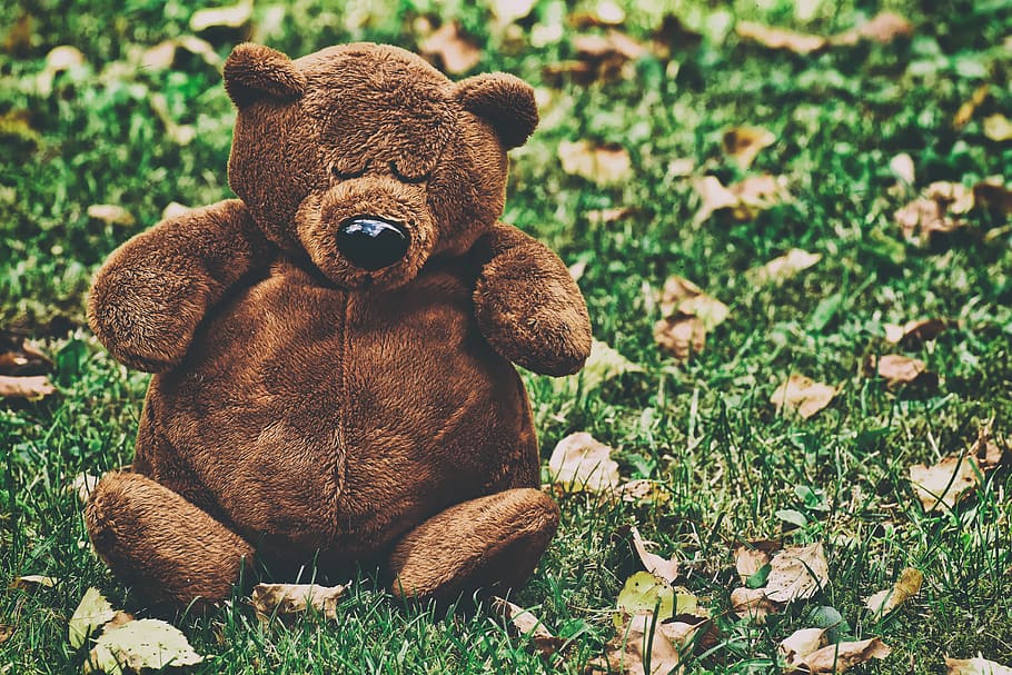 teddy, cute, sleep, soft toy, teddy bear, plush, stuffed animal HD wallpaper