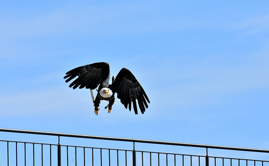 adler, bald eagle, flying, bird, raptor, bird of prey, bill HD wallpaper
