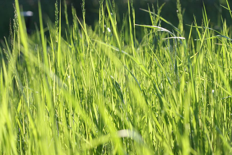 Green Grass Field, blur, bright, close-up, meadow, nature, summer HD wallpaper