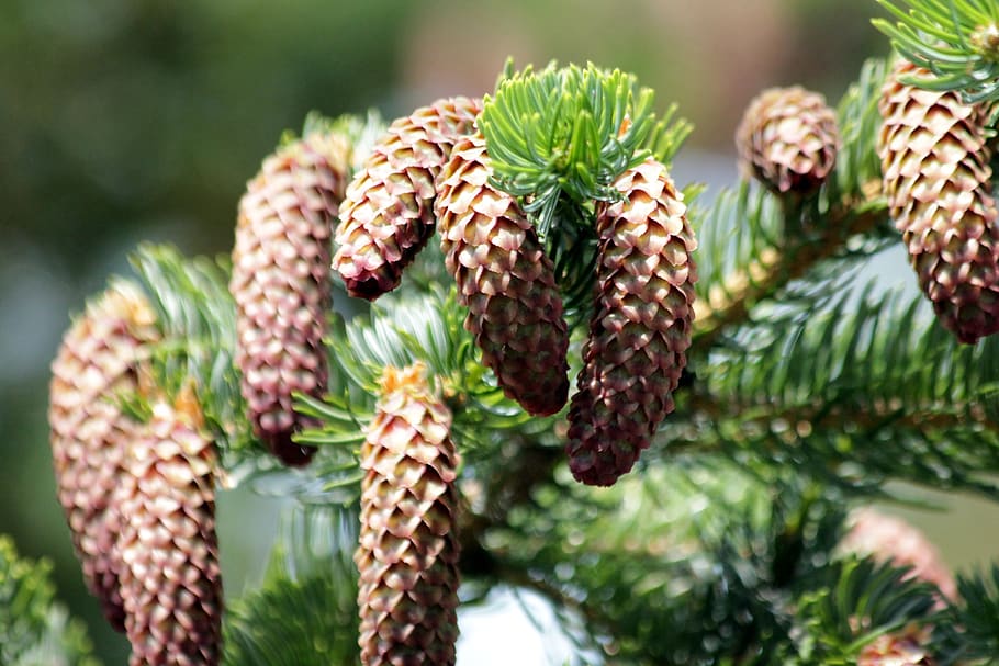 spruce, tree, coniferous tree, needles, nature, green, evergreen HD wallpaper