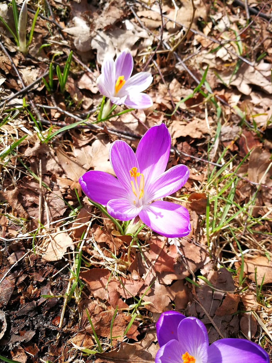 flower, spring, nature, flowering plant, vulnerability, fragility HD wallpaper