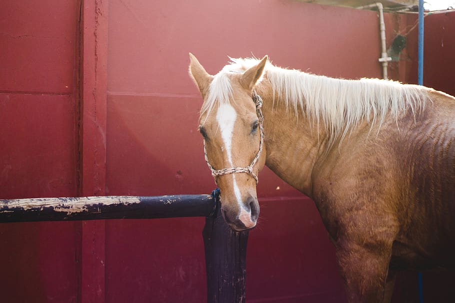 brazil, ajapi, animal, animals, horse, spirit, equine, wild HD wallpaper