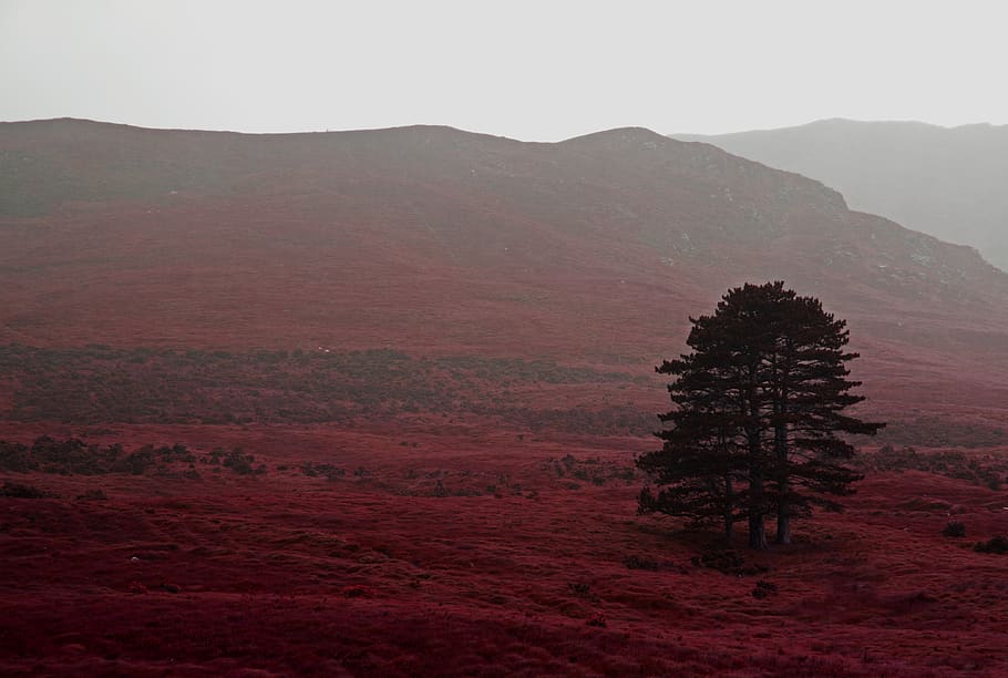 tree, hill, mountain, red, fog, isloation, alone, plant, tranquil scene HD wallpaper