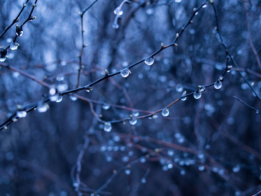 rain drops, wet, branches, trees, forest, woods, nature, dark HD wallpaper