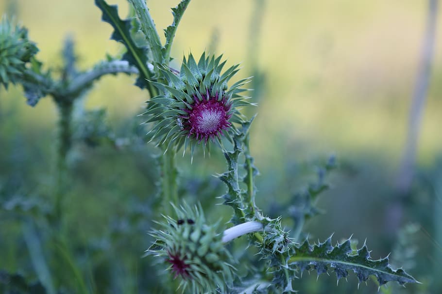 dea, flower, spring, flowers, plant, nature, growth, flowering plant HD wallpaper