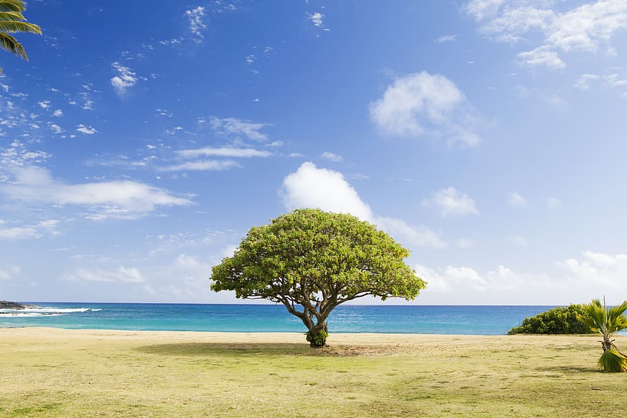 green leaf tree on shore, sky, sea, water, plant, beauty in nature HD wallpaper