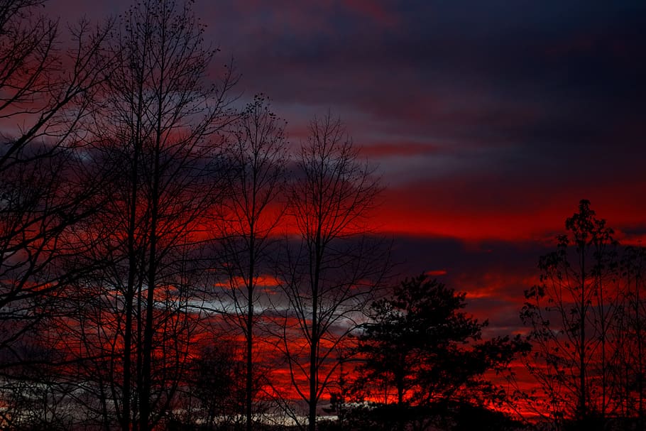 sun, sunset, tree, landscape, sky, nature, dusk, evening, clouds HD wallpaper
