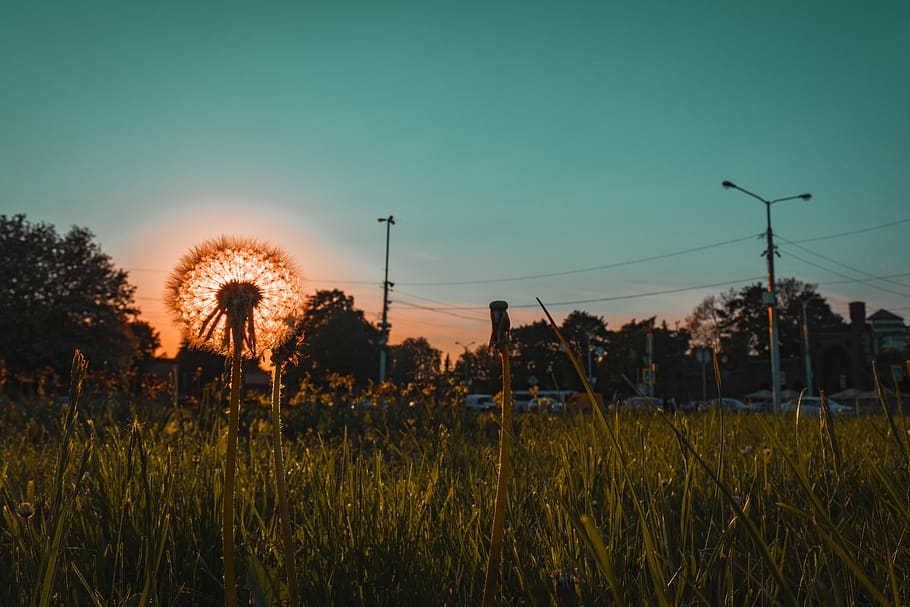 Dandelion Photo during Goldin Hoe, cereal, corn, dawn, environment HD wallpaper