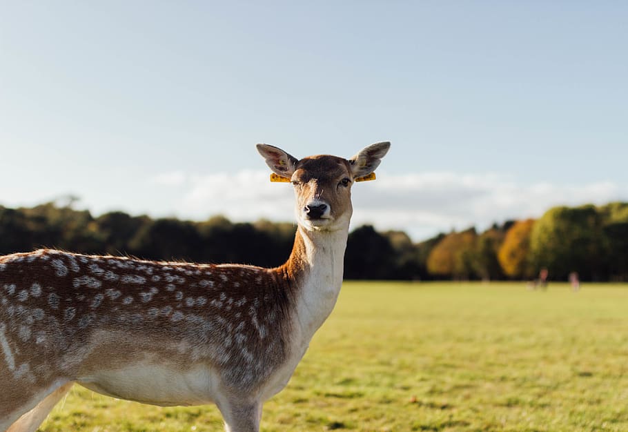 beige deer, animal themes, one animal, mammal, vertebrate, domestic animals HD wallpaper