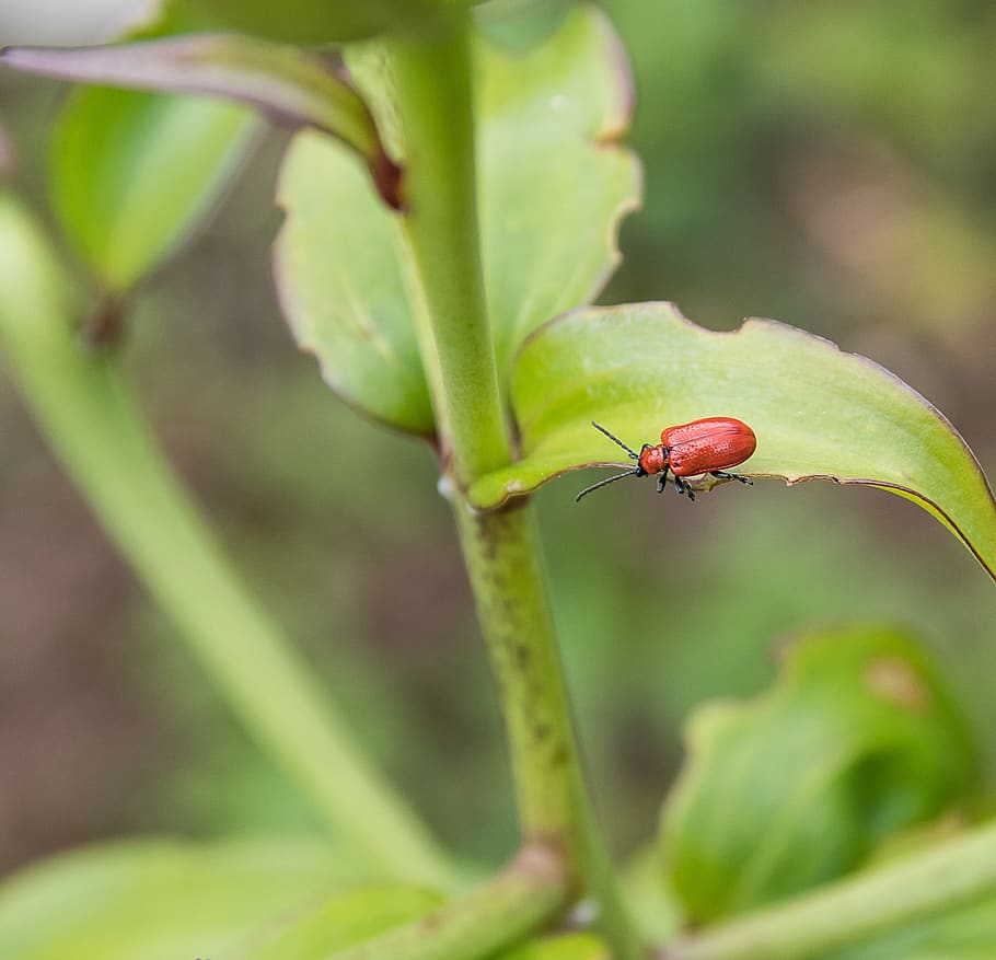 fire beetle, insect, plant, leaf, macro, nature, red, close up HD wallpaper