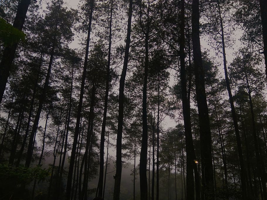 Low Angle Photography of Trees, conifer, dark, dawn, environment HD wallpaper