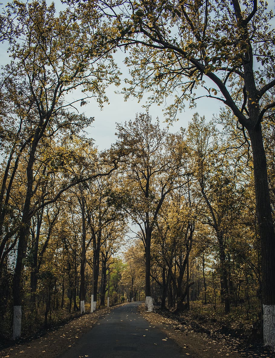 nature, tree, l, landscape, trees, forest, green, wood, mood HD wallpaper