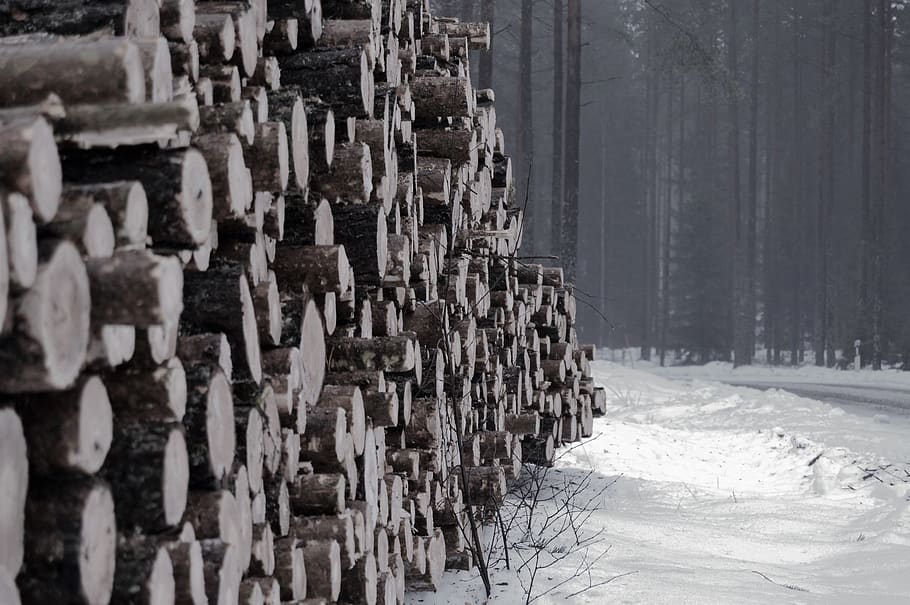 sweden, snow, forest, winter, trees, logs, cold temperature HD wallpaper