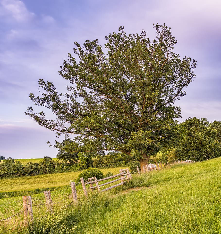 tree, meadow, pasture, landscape, nature, sky, clouds, rest HD wallpaper