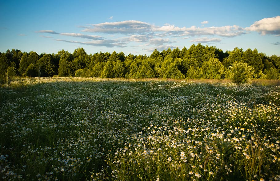 landscape, trees, carmomiles, summer, july, sky, clouds, hd wallpapers HD wallpaper