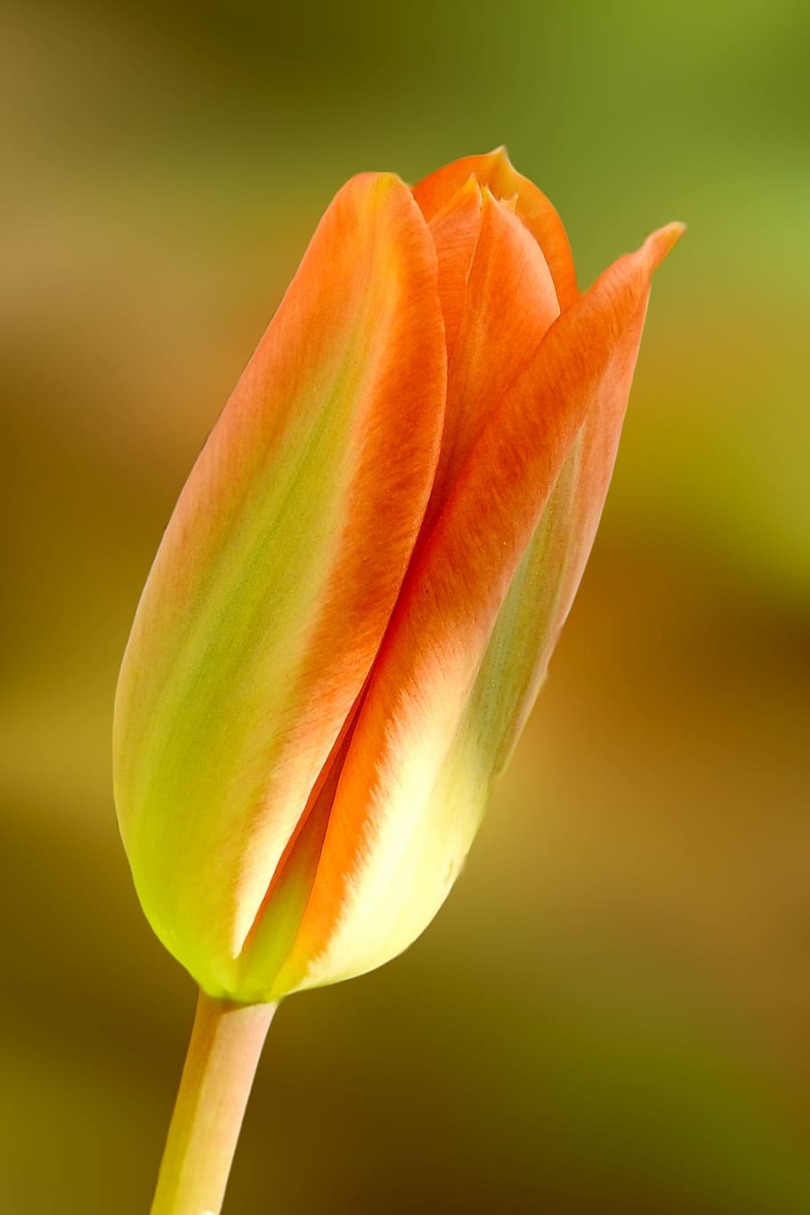 nature, flower, spring, tulip, vulnerability, fragility, flowering plant HD wallpaper