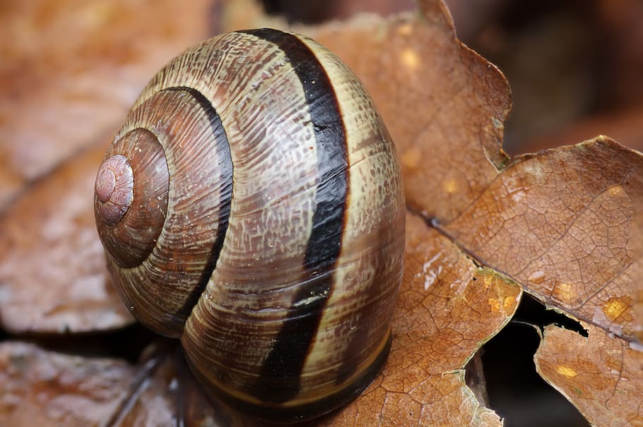 snail, macro, shell, nature, slowly, snails, animal, colorful HD wallpaper