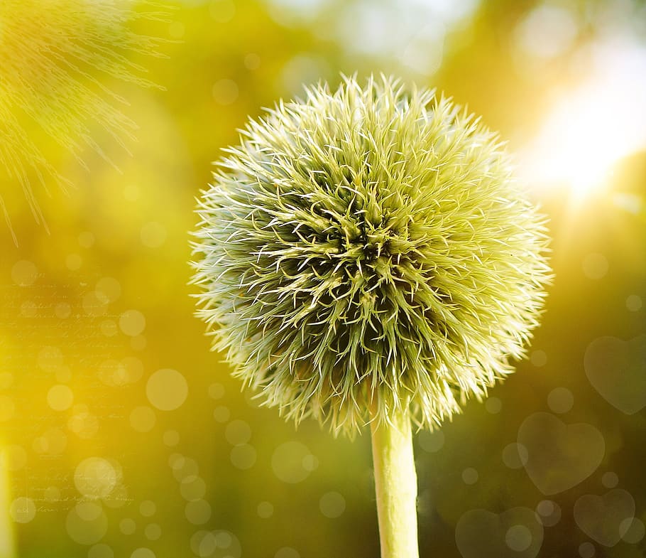 Shallow Focus Photography of Dandelion, bloom, blossom, flora HD wallpaper