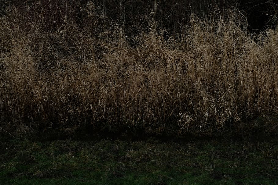 grass, plants, brown, monochromatic, background, land, tranquility HD wallpaper
