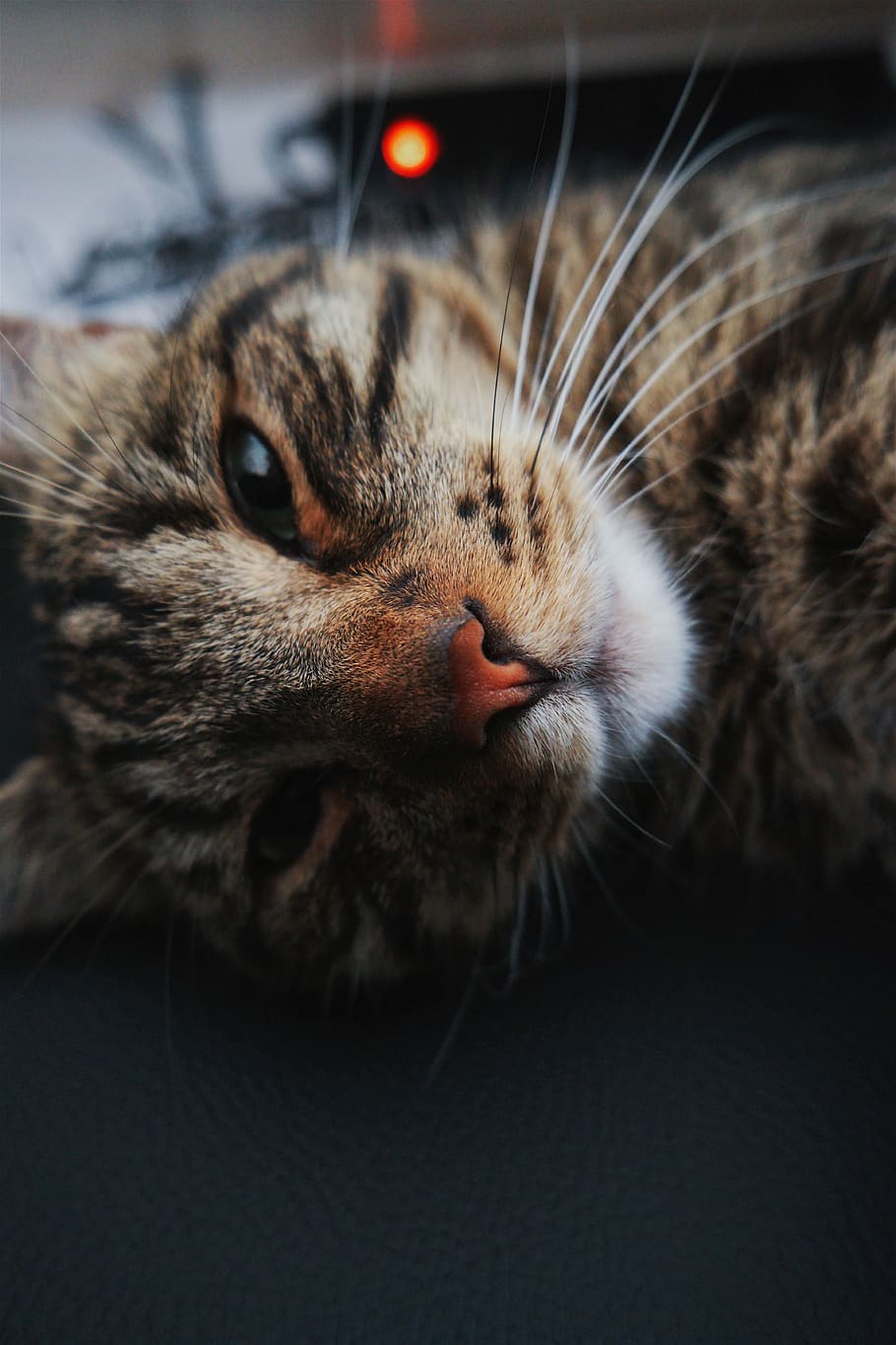 cat, chat, cats, domestic, mammal, pets, one animal, animal themes HD wallpaper