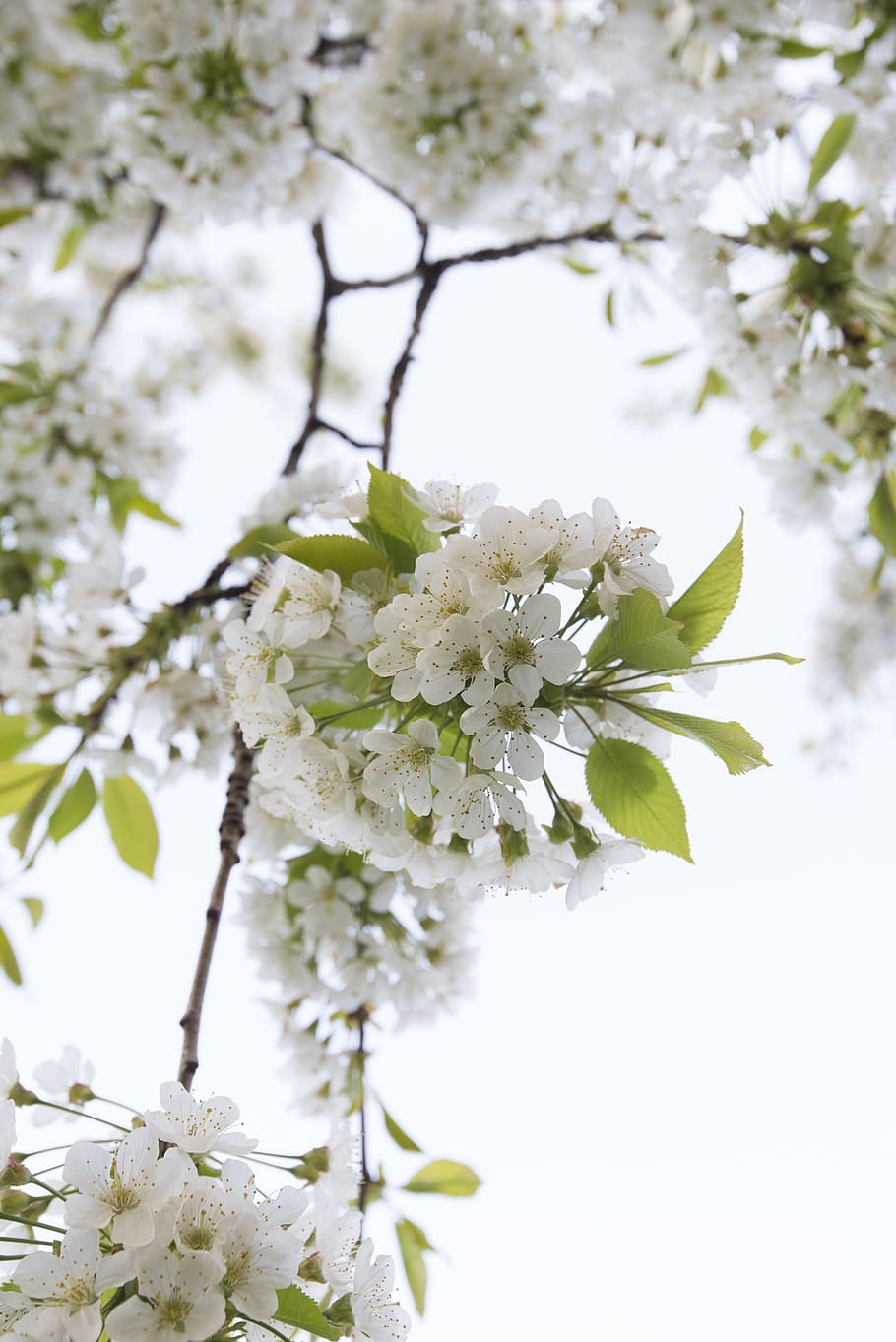 cherry blossom, cherries, cherry tree, spring, flowering twig HD wallpaper