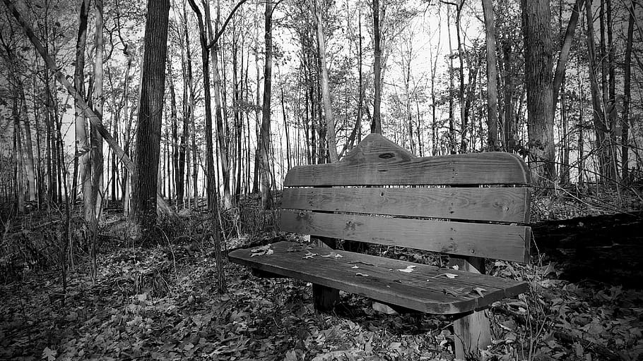 trees, forest, park bench, fallen, fallen trees, black and white HD wallpaper