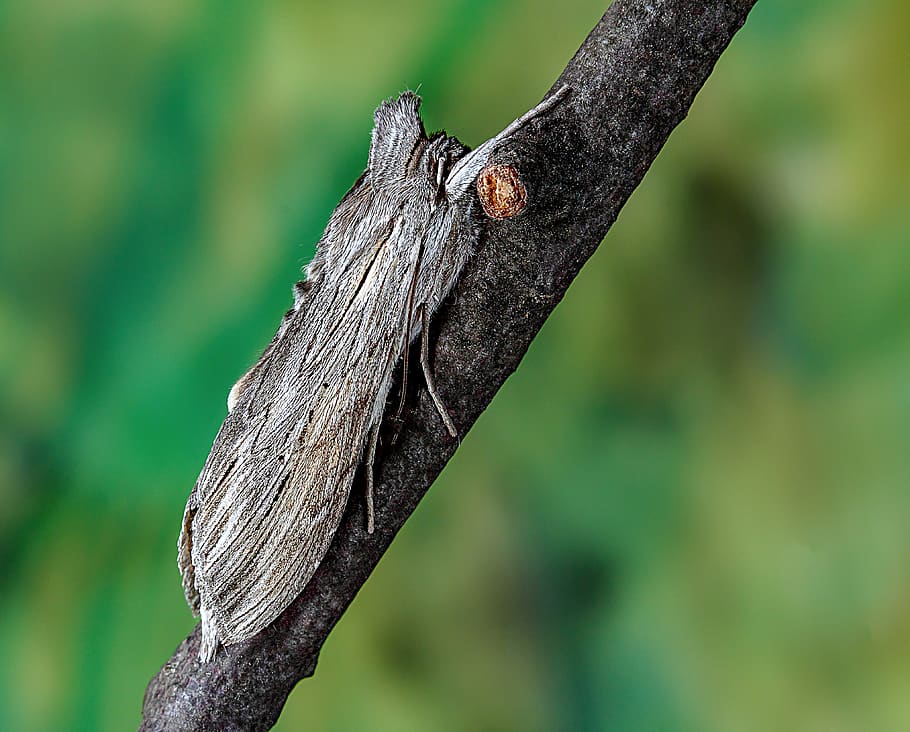 shark-moth, wings, pattern, insect, nature, summer, antenna HD wallpaper