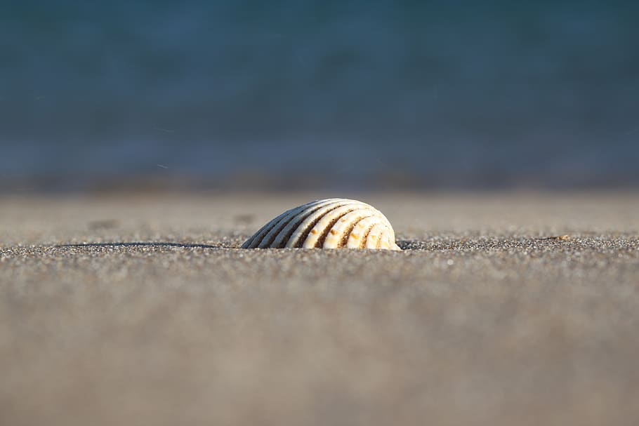 sea, sand, seashell, beach, ocean, animal wildlife, selective focus HD wallpaper