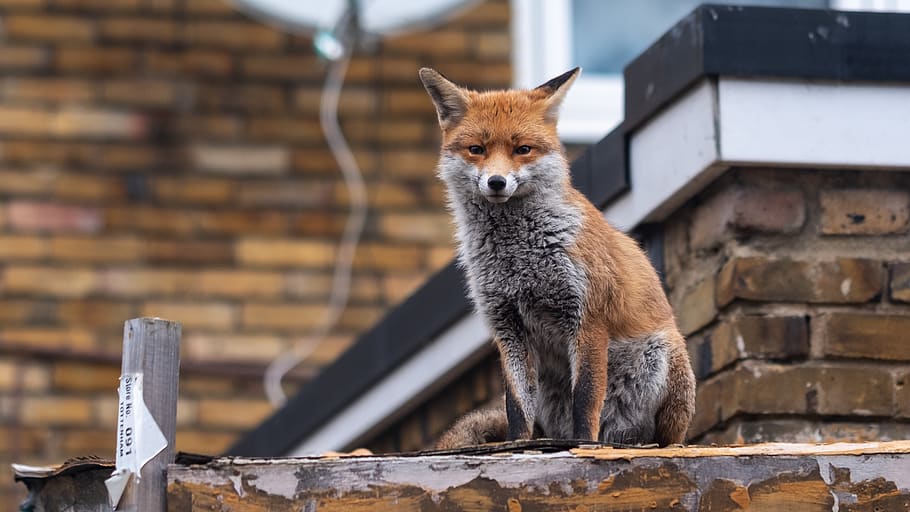 brown and gray fox, animal, animal themes, one animal, animal wildlife HD wallpaper
