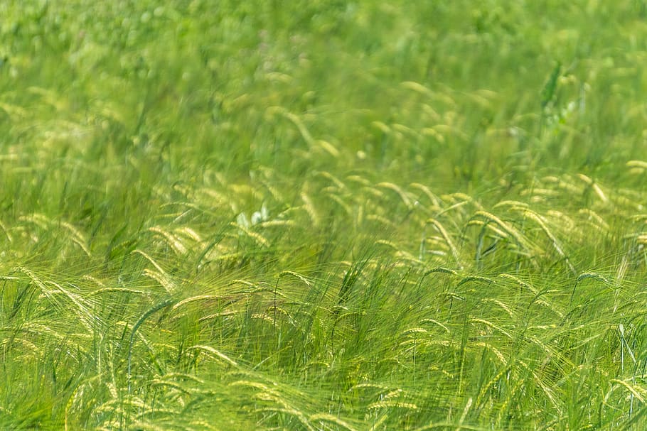 green color, plant, agriculture, growth, field, landscape, beauty in nature HD wallpaper