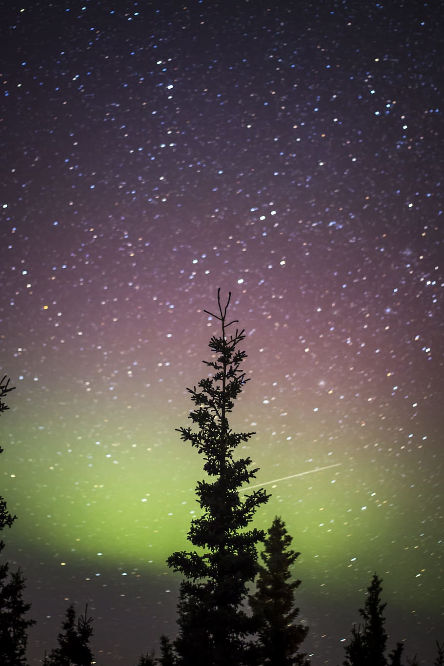 silhouette photography of tree, outline, star, night, sky, aurora HD wallpaper