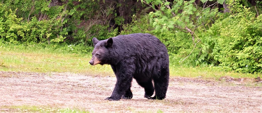 bear, wildlife, animal, mammal, black bear, alaska, vegetation, HD wallpaper