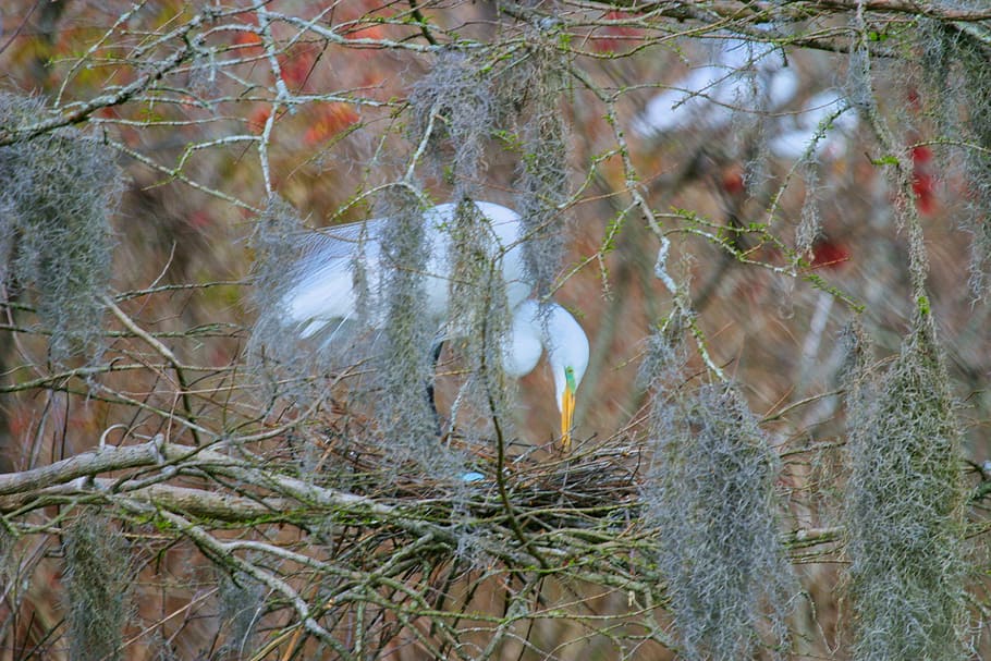 Focus Photo of White Bird on Nest, blur, branch, cold, color HD wallpaper