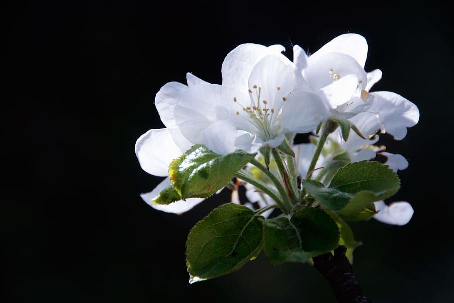 apple, background, beauty, black, blossom, branch, bud, close-up HD wallpaper
