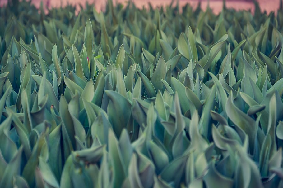 leaf, tulip, tulip leaf, flowers, nature, green, growth, green color HD wallpaper