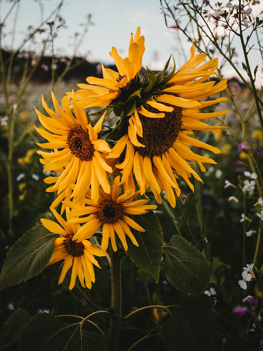yellow sunflower, flowering plant, freshness, growth, fragility HD wallpaper