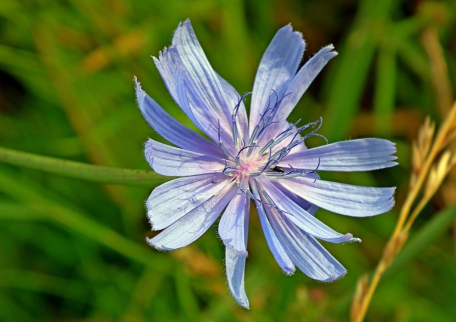 chicory, flower, blue, nature, meadow, wild, closeup, vegetation HD wallpaper