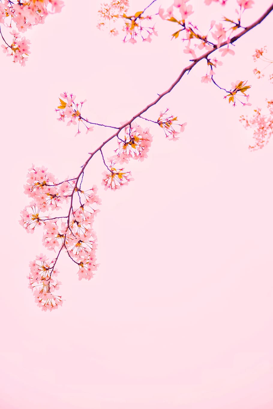 pink sakura tree, pink color, flower, flowering plant, beauty in nature HD wallpaper