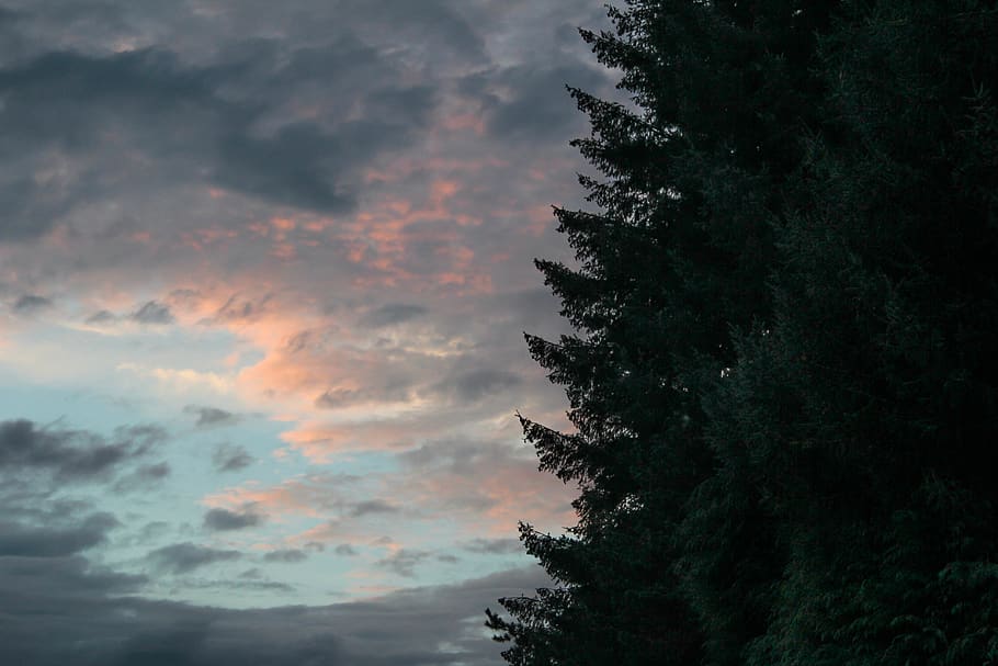 trees, campaign, clouds, sky, cloud - sky, plant, beauty in nature HD wallpaper