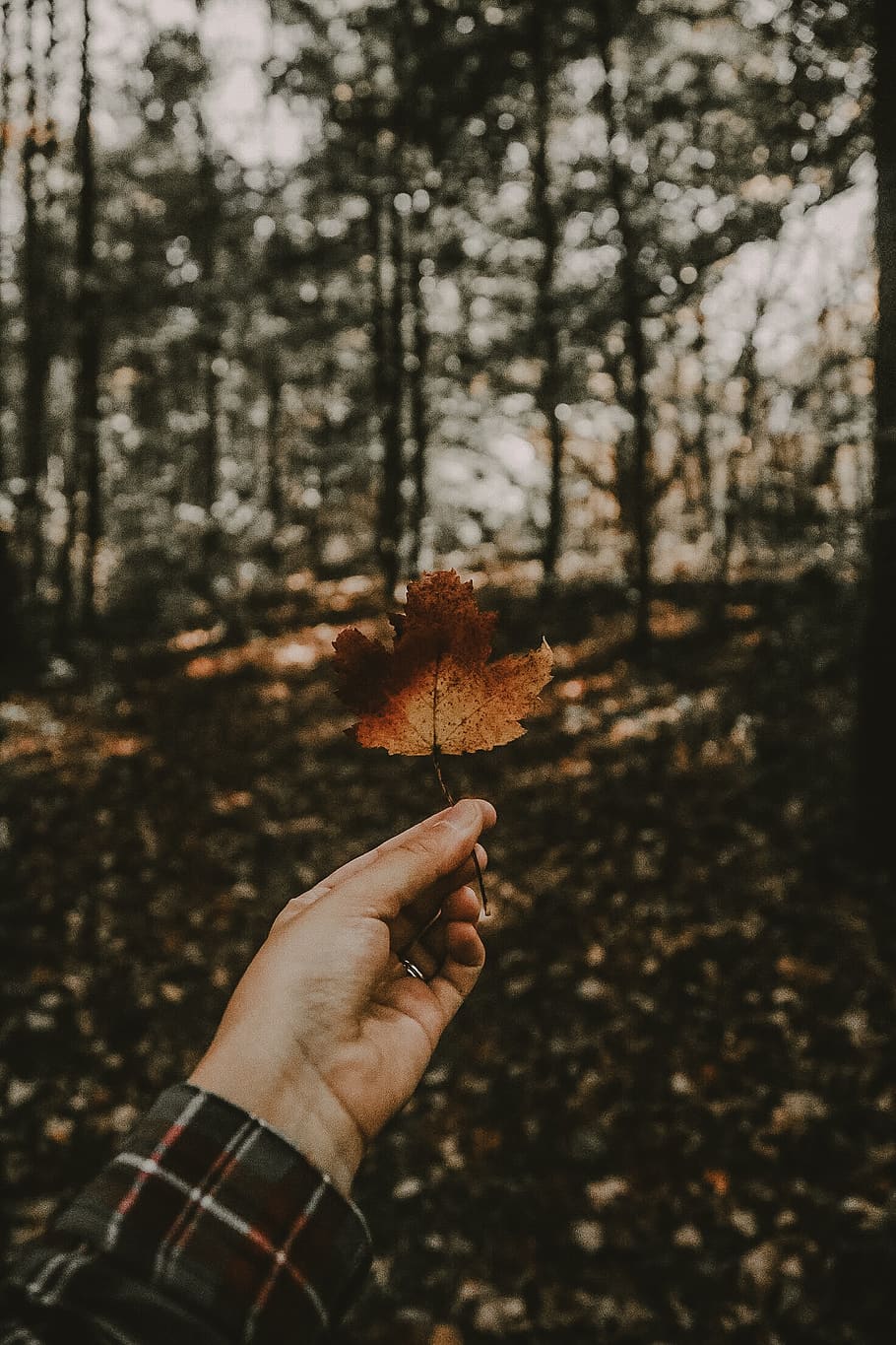 person holding brown maple leaf, human, people, finger, hand HD wallpaper
