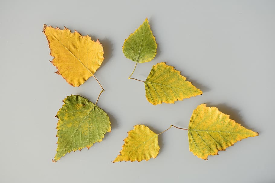 sheet, leaves, yellow, green, multi colored, autumn, template HD wallpaper