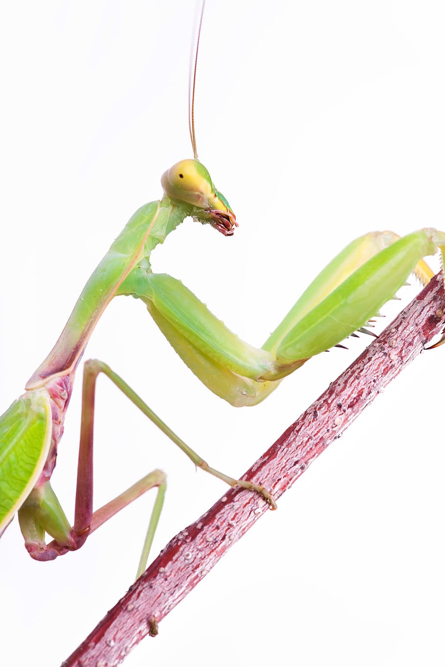 praying, mantis, insect, animal, background, bug, closeup, creature HD wallpaper
