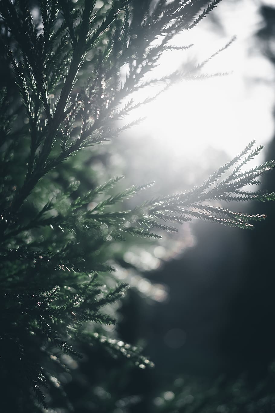 leaves, trees, pine, leaf, branch, plant, wet, drop, growth HD wallpaper