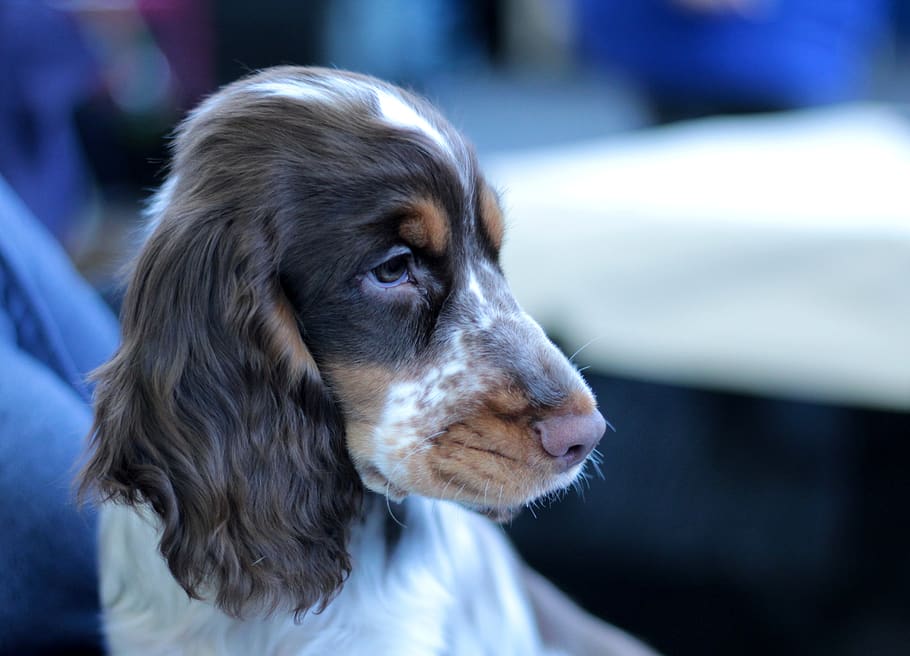 cocker spaniel, puppy, dogshow, cute, adorable, doggy, family tree HD wallpaper