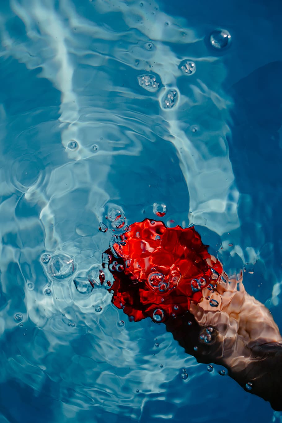 Fresh garden rose on the blue water of a swimming pool on a warm summer day