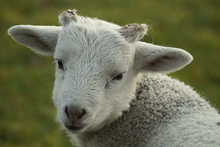lamb, portrait, close up, passover, cute, sweet, curious, schäfchen HD wallpaper